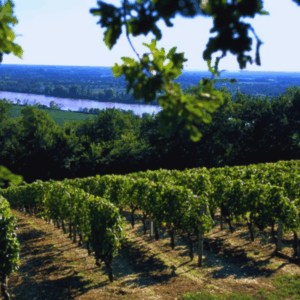 Paysage de vignobles en Gironde près de Bordeaux, représentant le terroir local et les vins servis au restaurant L’Absolu à Auros
