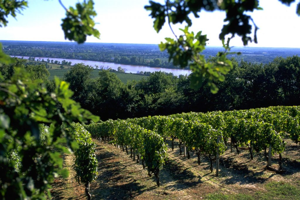 Vignes verdoyantes de l’Entre-deux-Mers en Gironde, dominant la vallée de la Garonne, symbole du terroir qui inspire la cuisine du restaurant L’Absolu à Auros.